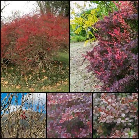 pruning barberry bushes